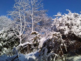Snow - November 2010 016 copy