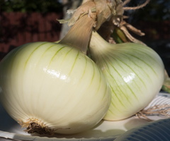 Abernyte Festival 2017 (39 of 44)