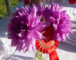 Abernyte Festival 2017 (43 of 44)