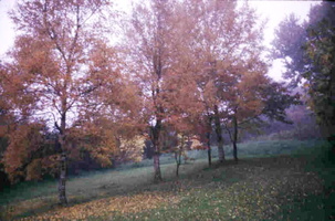 Autumn birches
