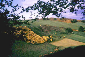Broom on the hill from Ballairdie Hillock