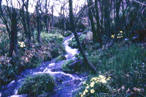 Burn at back of Ballairdie