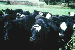Graham Anderson's cattle