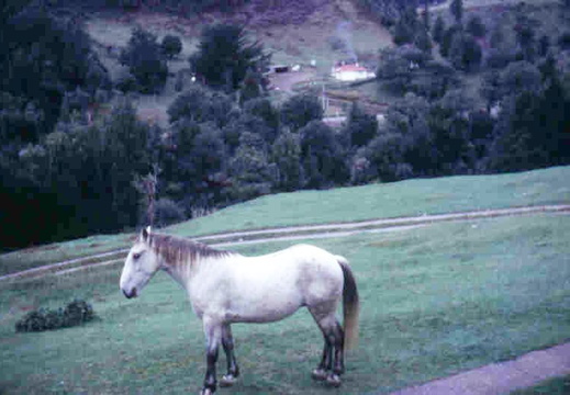 window view horse