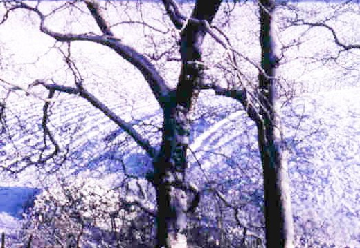 winter trees-field