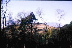Kirkton from the wood