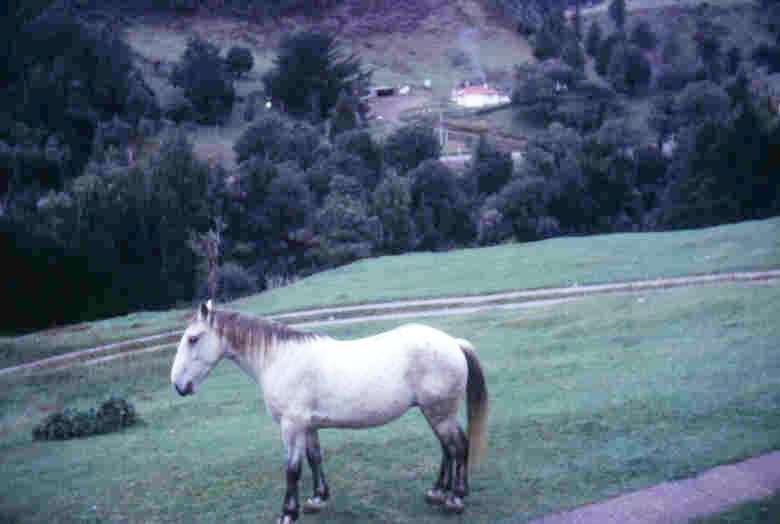 window view horse
