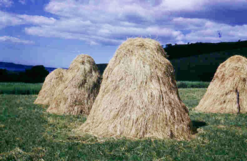 jimmy reid's hay stooks.jpg