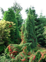 Tropeoleum 2