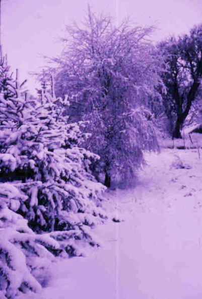snowy trees at Ballairdie.jpg