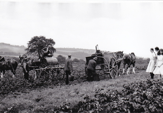 Spraying potatoes Lochton 1930 - Hilda,Sheena, Doreen Tosh